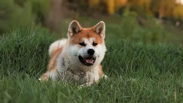 女生适合养的护卫犬，什么狗最适合在家庭饲养保护家园（有它们在身边就像雇个保镖）