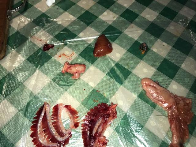 鱼的内脏解剖图，龙鱼内脏解剖图解（通体熟透、内脏掏空）