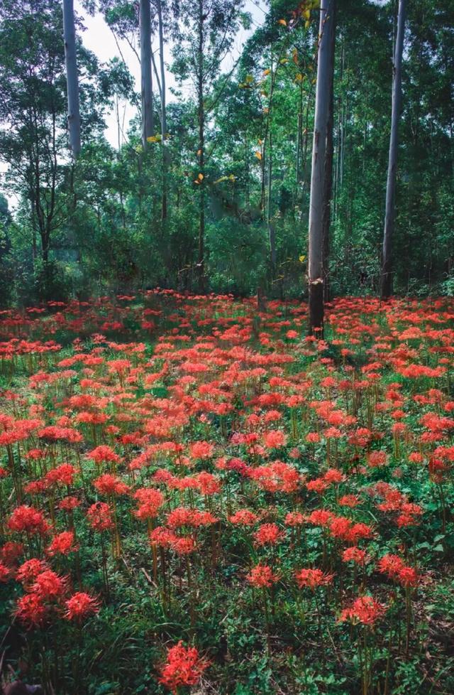 粉黛草向日葵彼岸花海...成都有多少惊喜，粉黛花海花期50天
