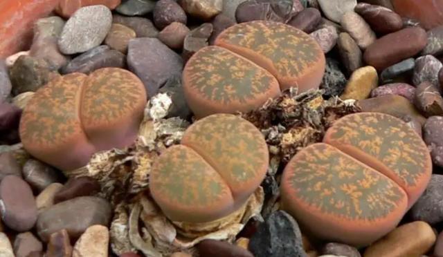 沙漠里有哪些植物，沙漠中的常见植物（推荐6款盆栽沙漠植物）