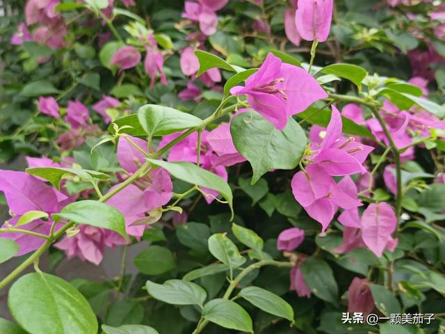 三角梅的含义与花语，最美三角梅广东叫