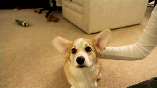 肥胖的格力犬(格力犬太胖影响速度吗)