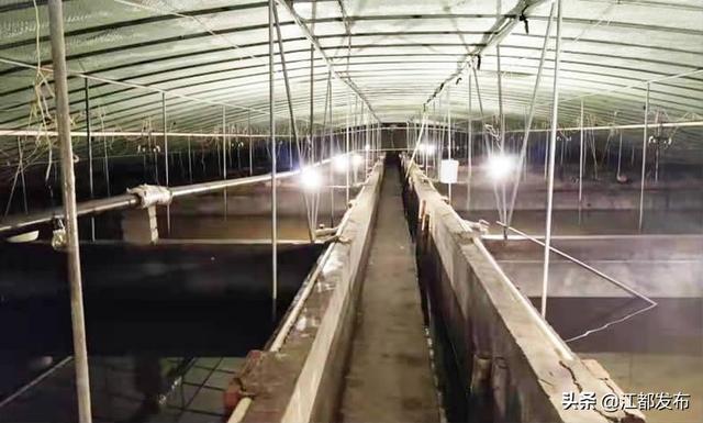 甲鱼养殖基地出售0.6市斤，武坚镇温室养殖大户居友宝有本