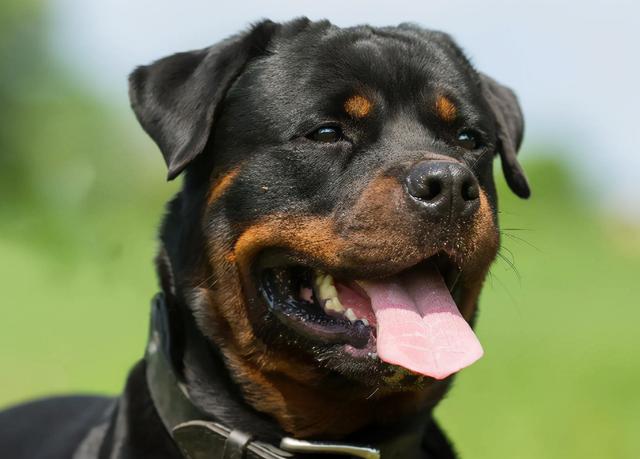 什么狗狗最听话最温顺，这5种狗狗不仅性格温顺