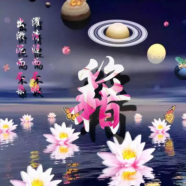 荷花头像图片大全，荷花头像高清图