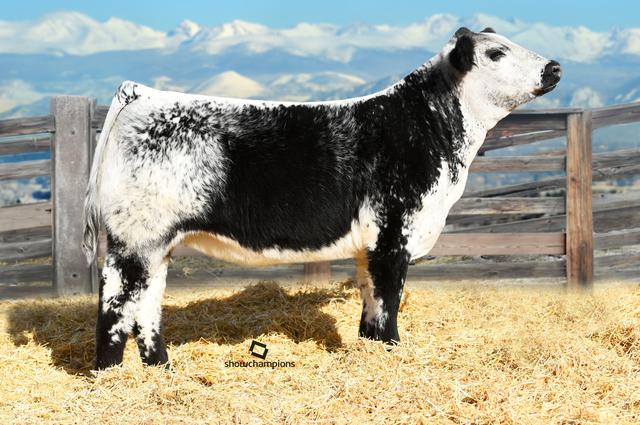 世界上所有牛的品种识别，一种英国杂交牛