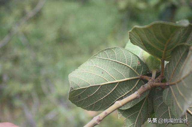 热带雨林中的毒果子海棠果，海棠果