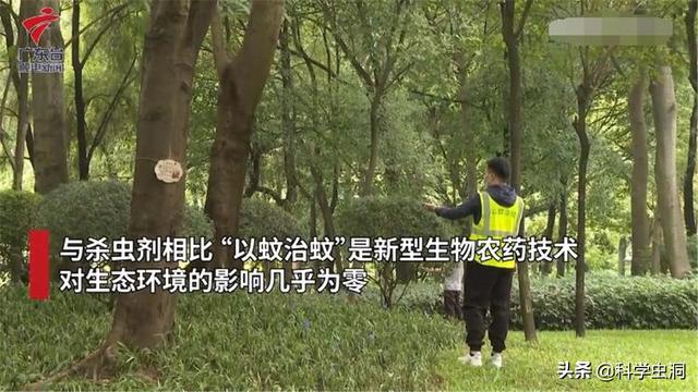 蚊子生殖方式，蚊子是怎么繁殖出来的