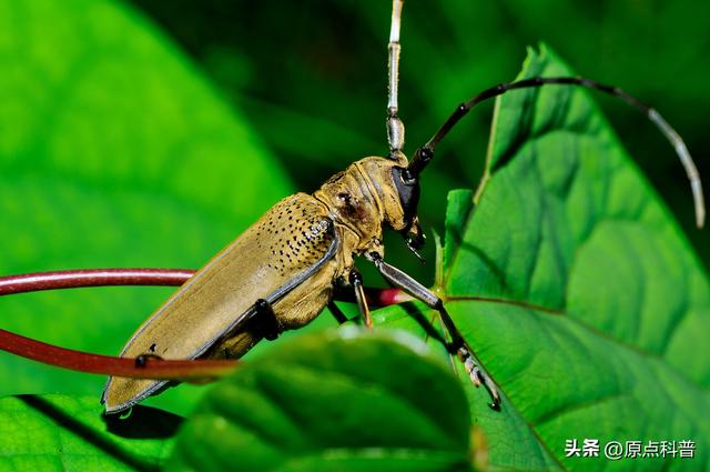盘点童年玩过的十种昆虫，童年玩过的10种昆虫