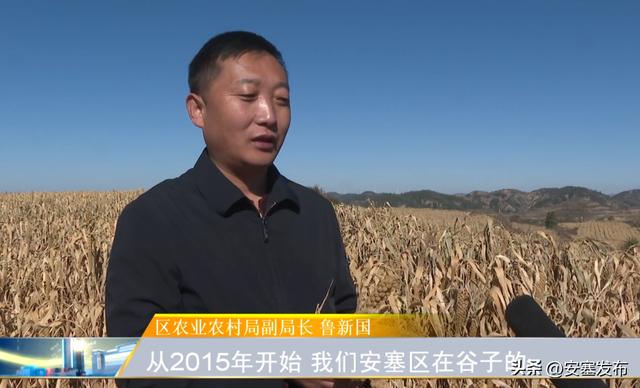 谷子全程机械化种植，新技术让小谷子成为大产业