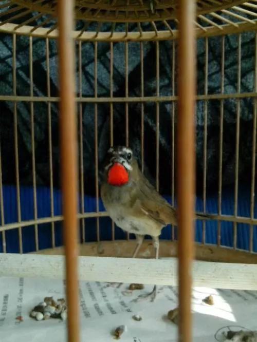 靛颏鸟雅称，歌鸟靛颏鸟