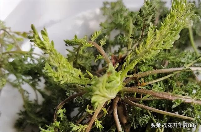 麦蒿的20种吃法，遇到麦蒿别手软