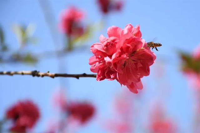 农业观光旅游攻略，休闲农业三月三不远游