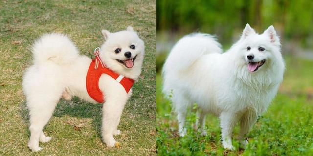 怎样分辨博美犬的性格，小博美的这几个性格特点