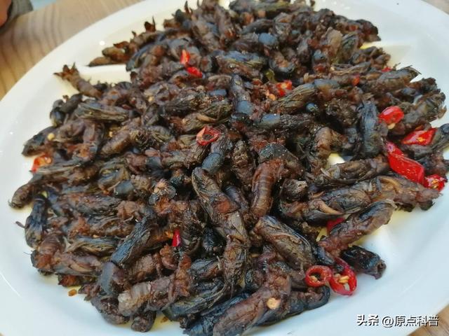 盘点童年玩过的十种昆虫，童年玩过的10种昆虫