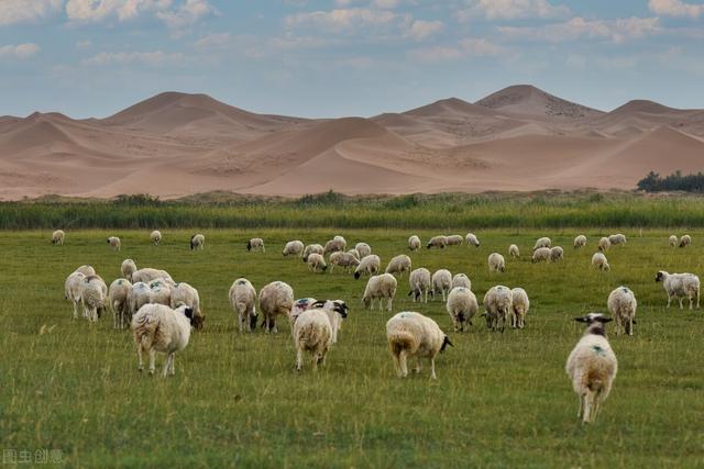 沙漠绿化知识，沙漠绿化种草比种树省水又固沙