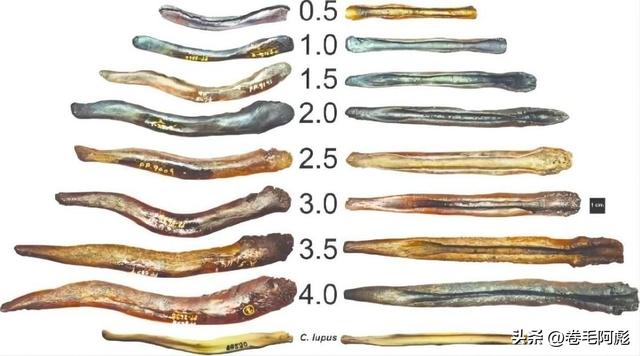 猫咪进化成猫颈鹿，雄性动物有多拼