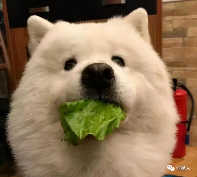 狗狗能吃西兰花吗，狗狗到底能不能吃蔬菜水果（狗狗饮食“红黑榜”）