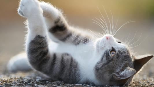 半夜笑话幽默风趣，晚上辗转反侧总是睡不着觉