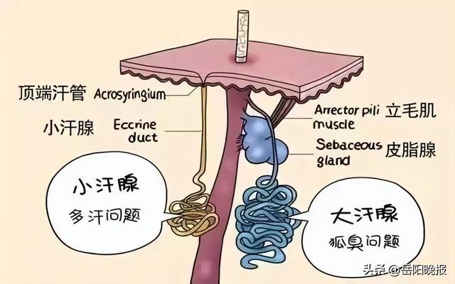 腋臭手术之后会脱皮吗图片(做完腋臭手术后还会有味吗)