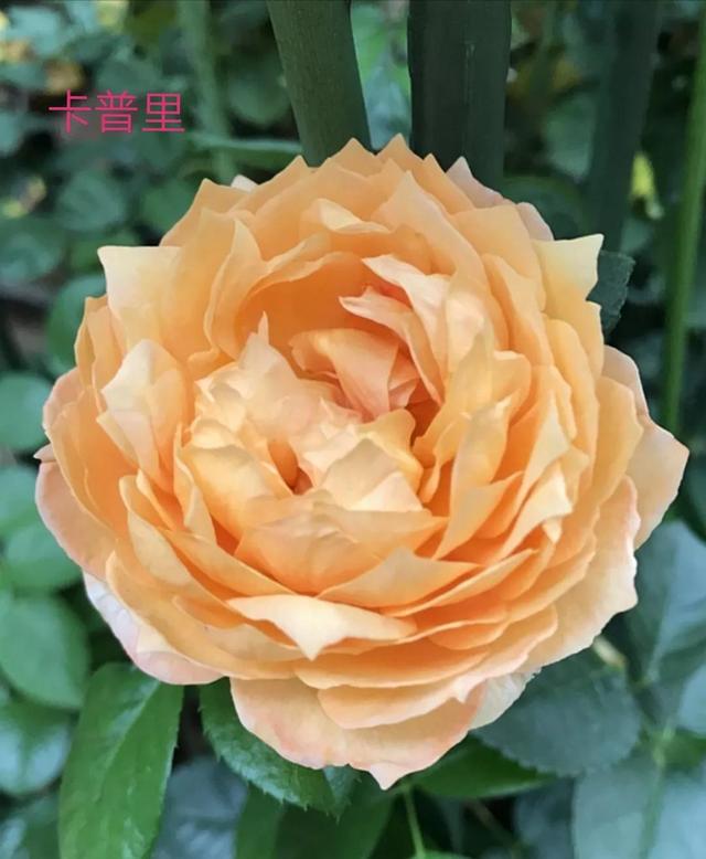 切花月季哪几个品种比较好，常见切花月季一览