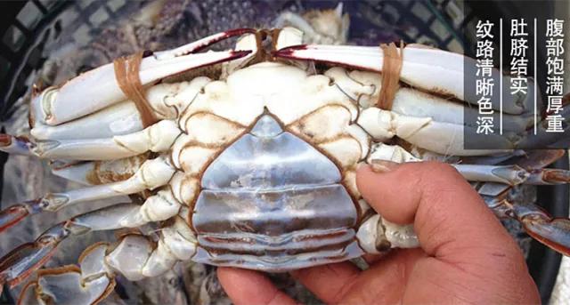秦皇岛海鲜最肥美的季节，2022秦皇岛最强海鲜日历来了