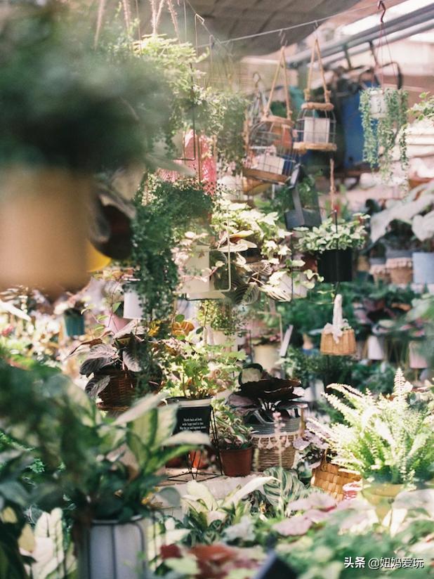 济南花鸟市场哪个最好，济南花鸟鱼虫市场大盘点