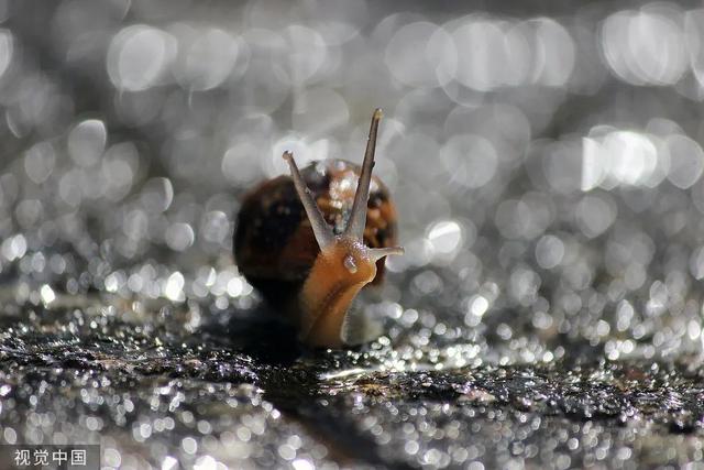 柬埔寨血奴事件，柬埔寨血奴事件发生原因（90后福建女子柬埔寨遭性侵殴打）