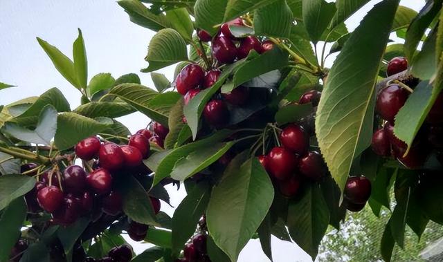 车厘子如何种植，家庭如何种植车厘子（车厘子是又贵又好吃的网红大樱桃）