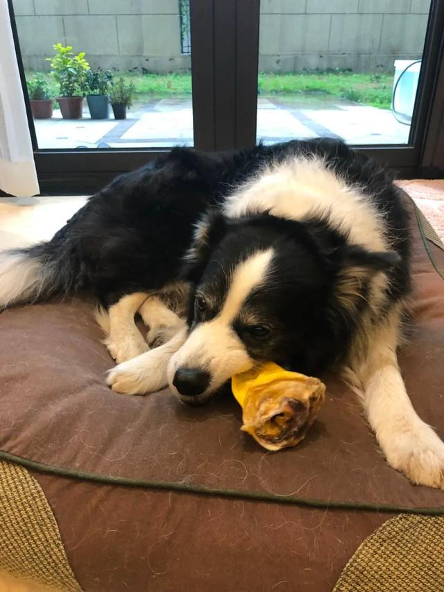 边牧和串串的狗哪个好养，毛毛宠城堡新宠