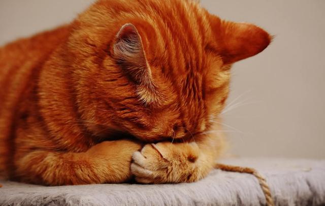 猫为什么不吃东西，猫为什么老是不吃东西是什么原因（猫咪厌食的几个原因你要了解一下）