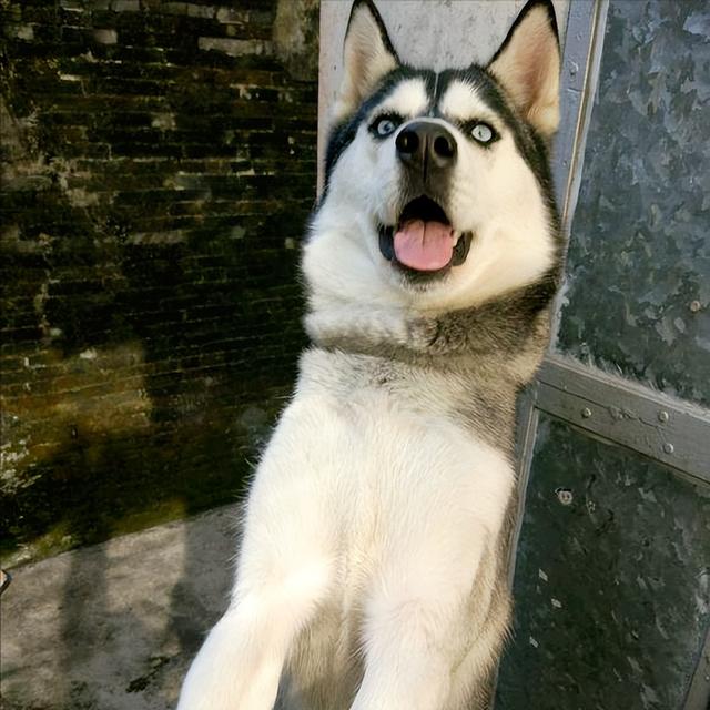 狗嚎叫是怎么回事，狗为什么会像狼嚎叫一样的哭