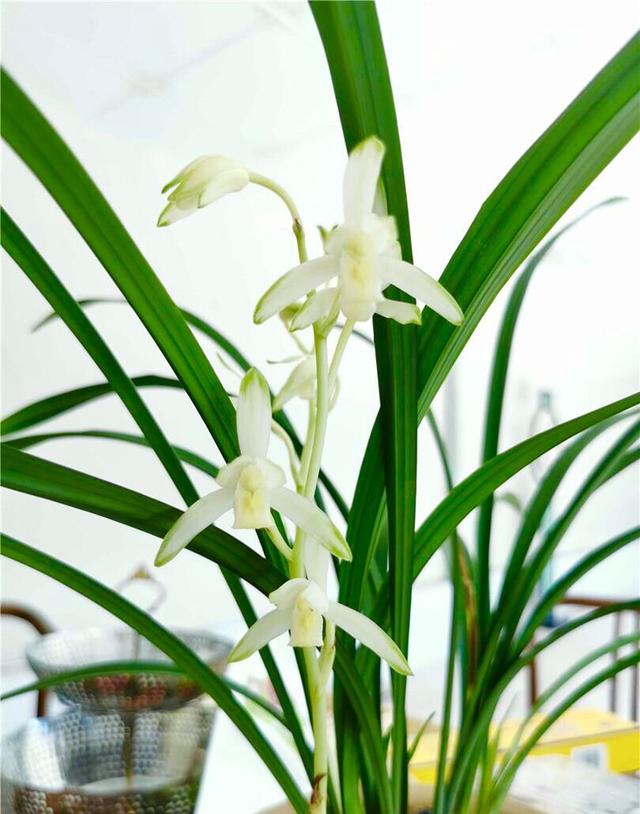 兰花的意思和寓意是什么，兰花是高洁典雅的象征