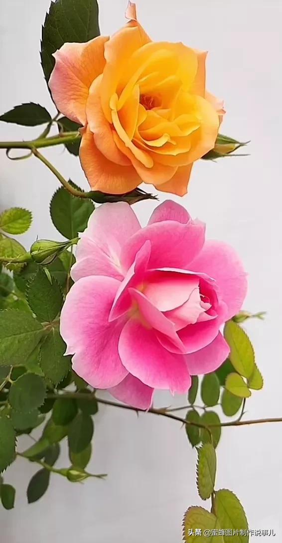 精美高清鲜花壁纸，漂亮鲜花送给您