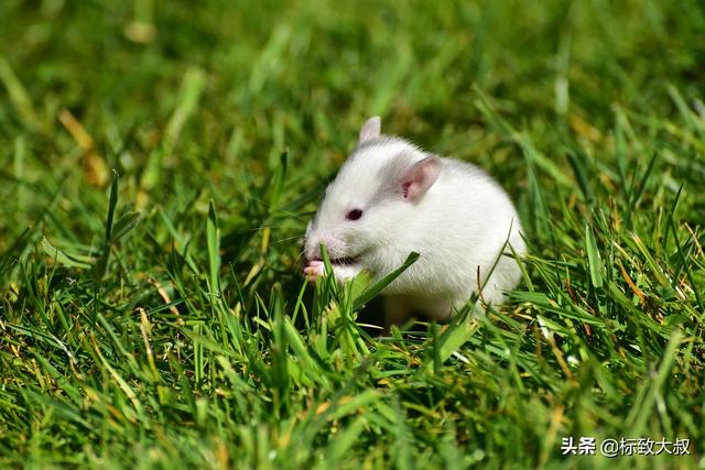 最简单的猫抓老鼠陷阱，6个关于老鼠的有趣小知识