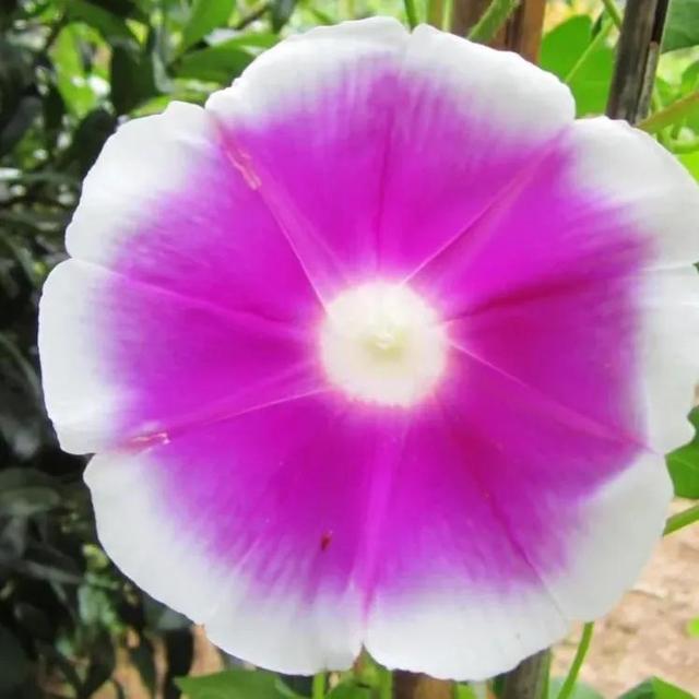 做梦也没想到牵牛花能开成这个样子，斗牛牛心脏（周公解梦：梦见这四种花草）