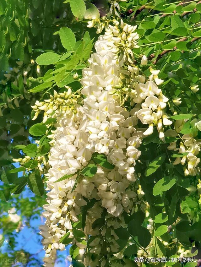 一束鲜花一份温馨一种愉悦，一束鲜花一个春天