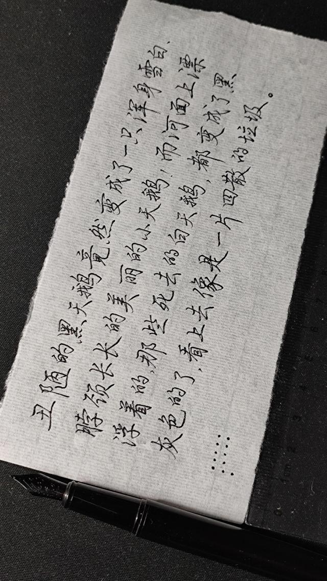 关于黑颈天鹅的故事，感情最专一的黑颈天鹅