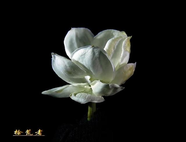 茉莉花代表的寓意是什么,好一朵茉莉花象征 茉莉花代表的寓意是什么,好一朵茉莉花象征