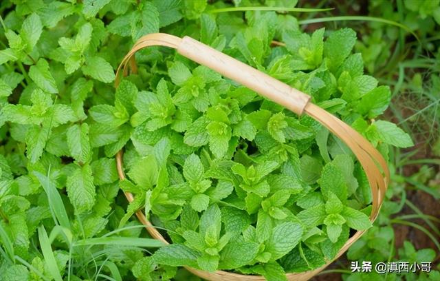 薄荷香料的做法大全，带你认识40款香料及各种底料炖料配方