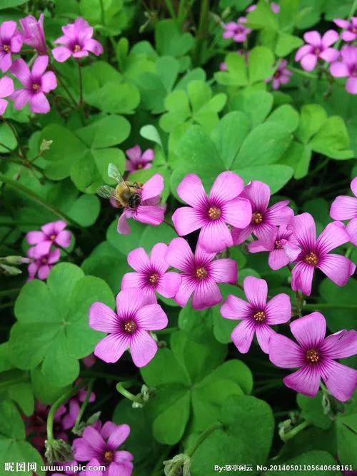 三叶草的根部能不能吃，我吃过三叶草的根