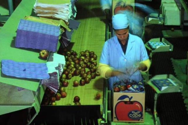 红富士苹果产地在哪里，第一个敢向我国大量出口红富士苹果的国家（红富士苹果是哪里引进的）