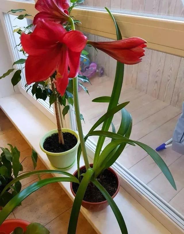 朱顶红花盆栽花期管理，让盆栽朱顶红每年冬春时节重复开花