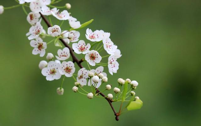 春有百花盘点常见的67种，百花名称图（清明踏青常见花种你认识多少）