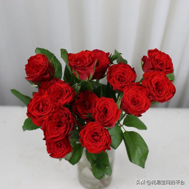 花店常有的几种玫瑰，15种花店常备红玫瑰优缺点对比