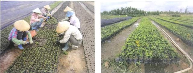 海南黄花梨种植全过程，野生黄花梨已近灭绝