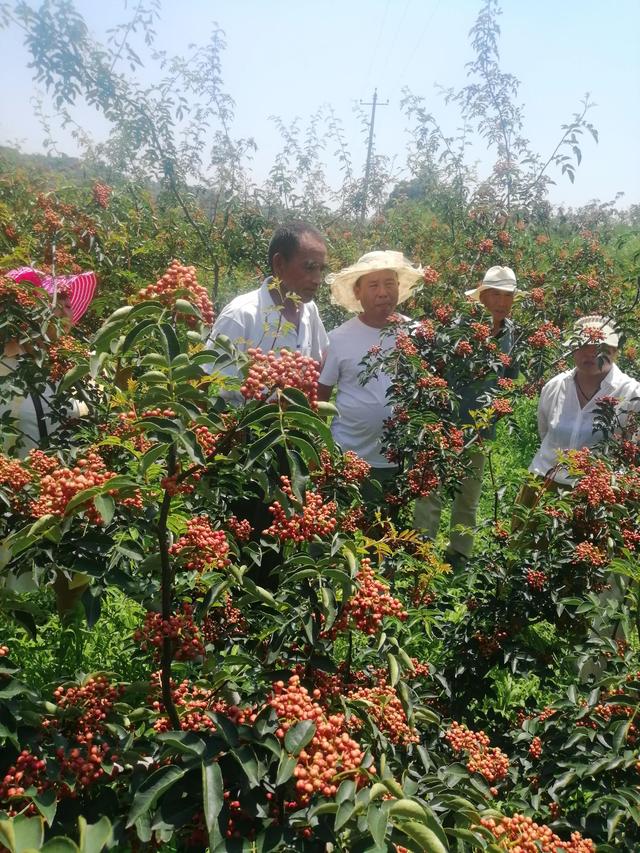 无刺花椒苗价格走势，大家都在找无刺花椒