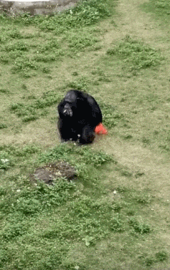 南宁市动物园浣熊介绍，带你去南宁动物园看