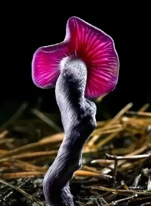 世界上最奇怪的几种蘑菇，21种世界上最奇特的蘑菇