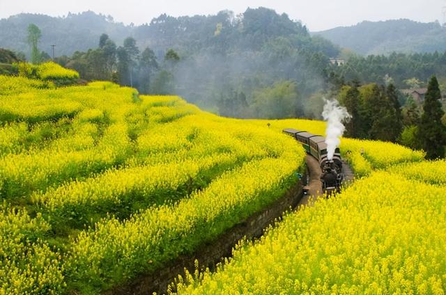 我国最漂亮的油菜花海，我国十大最美油菜花海